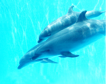 ミラクルクリエーション